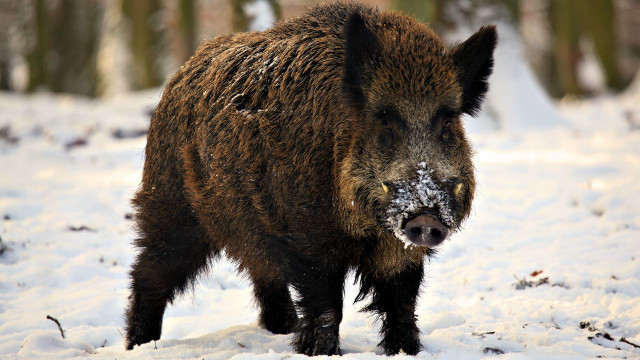 Wild boar snow forest trees free wallpaper - medium preview image