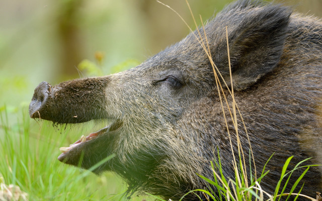 Wild boar chewing grass woods free wallpaper - medium preview image