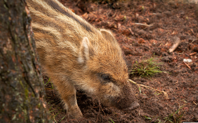 Small pig digging dirt tree free wallpaper - medium preview image
