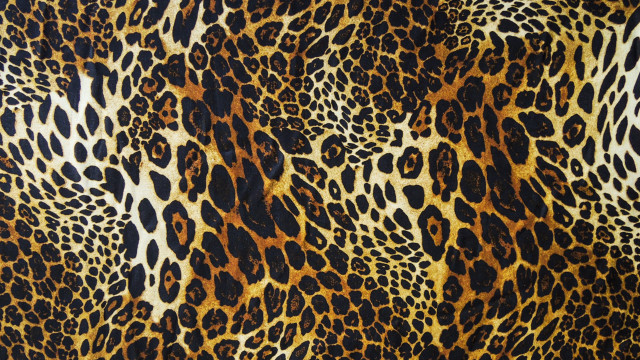 Leopard print pattern image showing free wallpaper - medium preview image