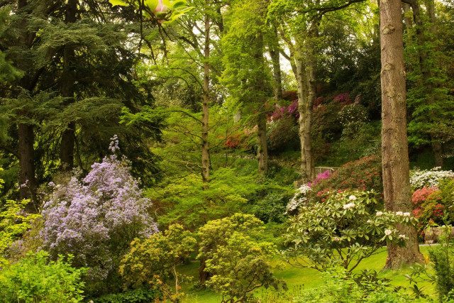 Lush green forest trees flowers free wallpaper - medium preview image