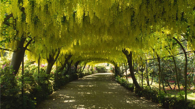Walkway trees flowers park area free wallpaper - medium preview image