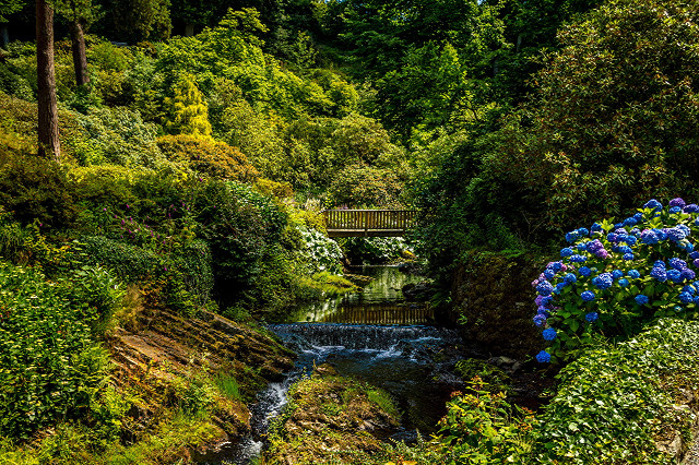 Lush green forest stream bridge free wallpaper - medium preview image