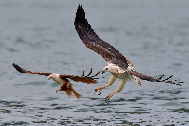 Two birds flying over water free wallpaper - medium preview image