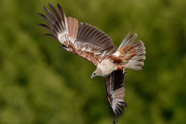 Bird flying blurry background trees #2 free wallpaper - medium preview image