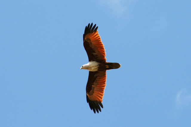 Eagle white head black wings free wallpaper - medium preview image