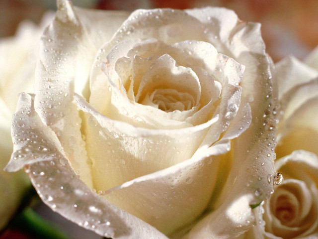 White rose water droplets red free wallpaper - medium preview image