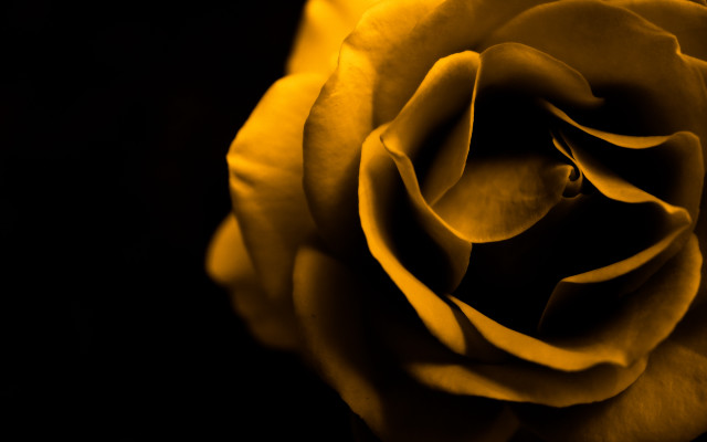 Yellow rose black background yellow free wallpaper - medium preview image