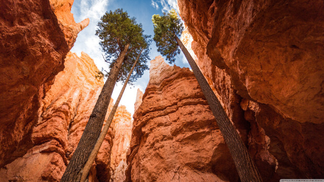 Trees dirt rocks sunny day free wallpaper - medium preview image