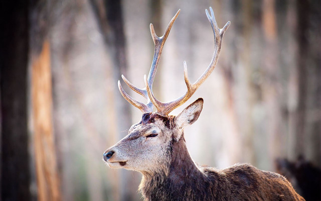 Deer large antlers forest trees free wallpaper - medium preview image