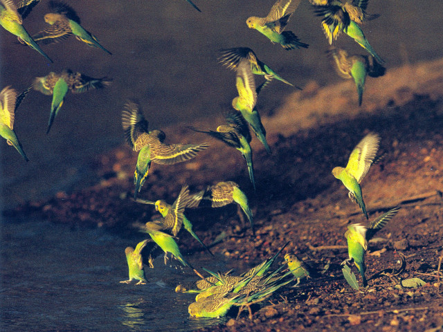 Flock birds flying water forest free wallpaper - medium preview image