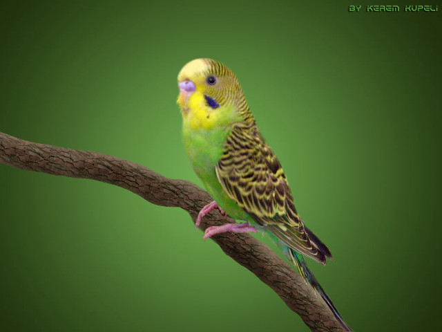 Green yellow bird sitting branch free wallpaper - medium preview image