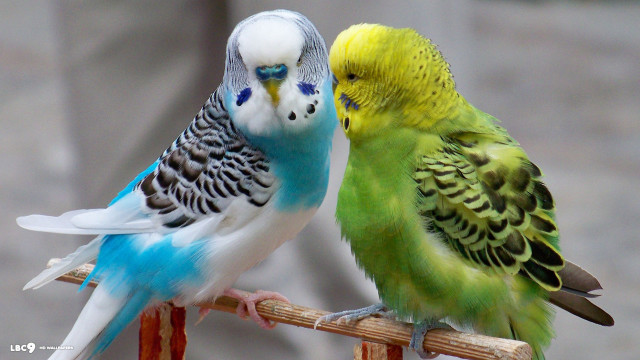 Colorful birds sitting wooden perch free wallpaper - medium preview image