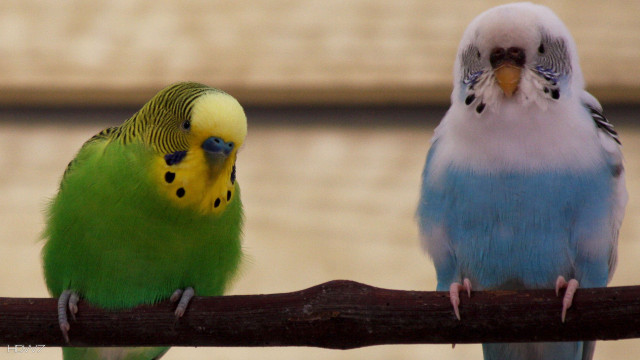 Two colorful birds branch beach free wallpaper - medium preview image