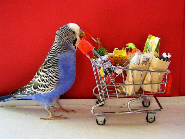 Bird shopping cart groceries juice free wallpaper - medium preview image