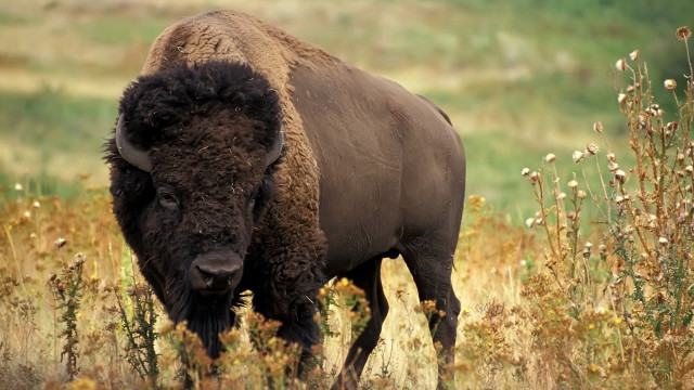 Bison tallgrass flower field nature free wallpaper - medium preview image