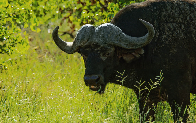 Bull large horns field tall free wallpaper - medium preview image