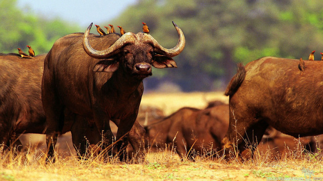 Cattle herd dry grass field free wallpaper - medium preview image