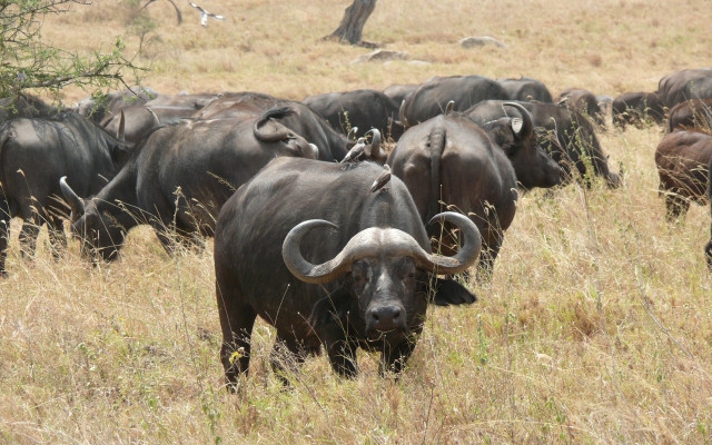 Buffalo herd dry grass field free wallpaper - medium preview image