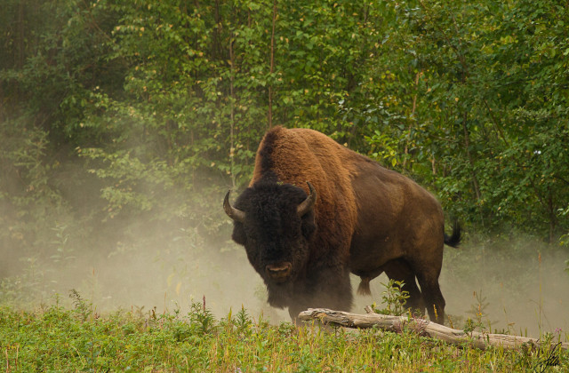 Bison running grass woods trees free wallpaper - medium preview image