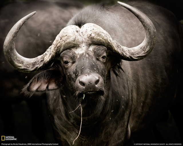 Bull large horns grass bird free wallpaper - medium preview image