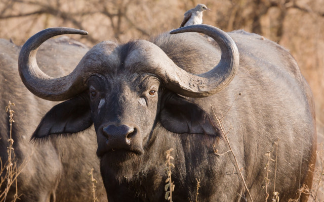 Bird buffalo perched field grass free wallpaper - medium preview image