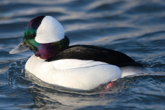 Duck colorful head swimming lake #2 free wallpaper - medium preview image