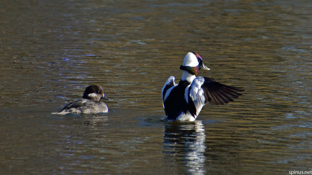 Ducks floating lake trees couple free wallpaper - medium preview image