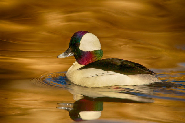 Duck swimming blurry background golden free wallpaper - medium preview image