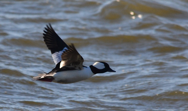 Bird flying water wings spread free wallpaper - medium preview image