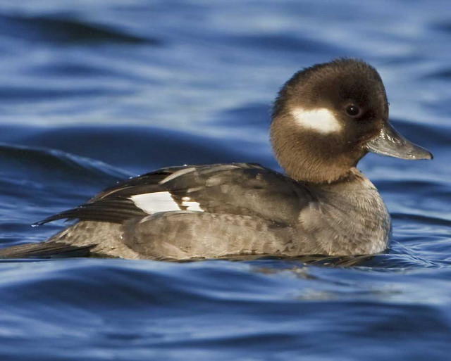 Duck floating shoreline waves blue free wallpaper - medium preview image