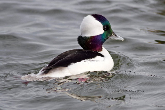 Duck colorful head swimming lake free wallpaper - medium preview image