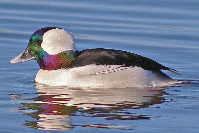 Duck multicolored head swimming lake free wallpaper - medium preview image