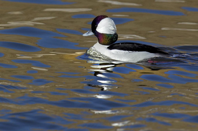 Duck floating forest sunny day free wallpaper - medium preview image