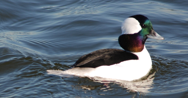 Duck swimming blurry background water free wallpaper - medium preview image