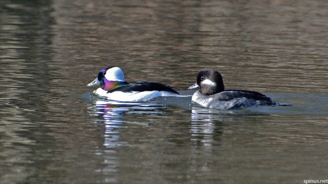 Two ducks swimming in lake free wallpaper - medium preview image