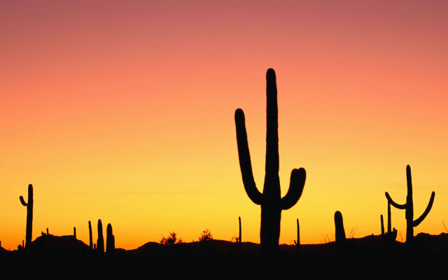 Cactus sunset silhouette foreground hill free wallpaper - medium preview image