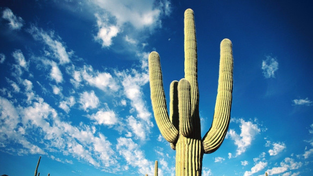 Large cactus sky background clouds free wallpaper - medium preview image