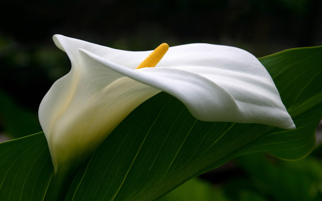 White flower yellow center green #7 free wallpaper - medium preview image