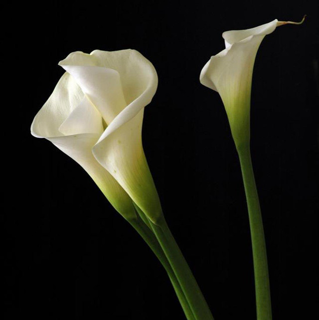 Two white flowers vase black free wallpaper - medium preview image