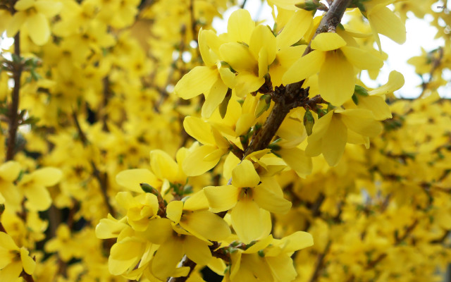 Tree yellow flowers closeup leaves free wallpaper - medium preview image