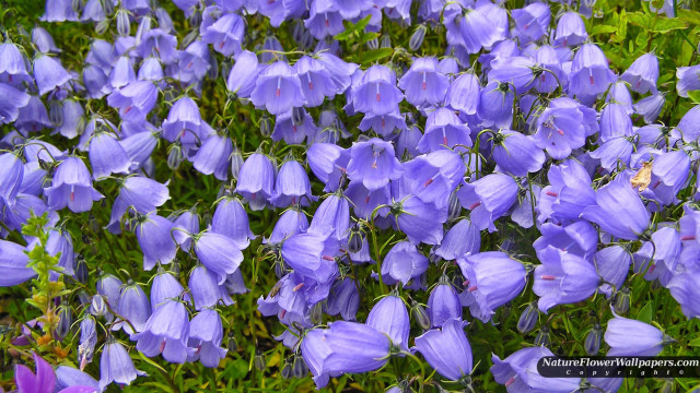 Purple flowers in the grass #3 free wallpaper - medium preview image