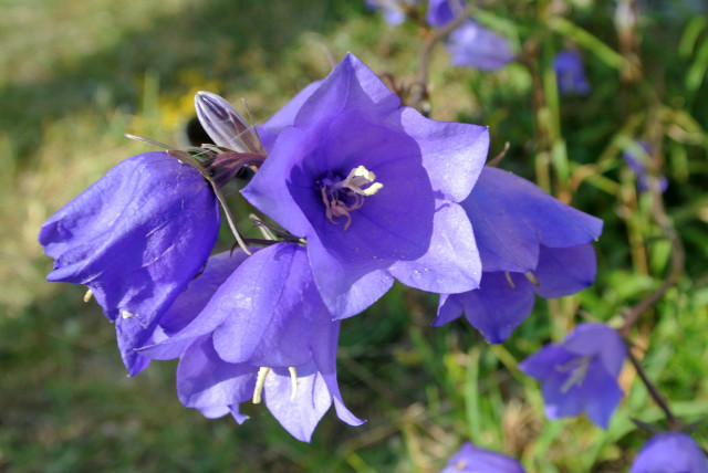 Purple flower bee closeup blurry free wallpaper - medium preview image