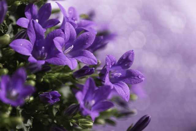 Purple flowers water droplets blurry free wallpaper - medium preview image