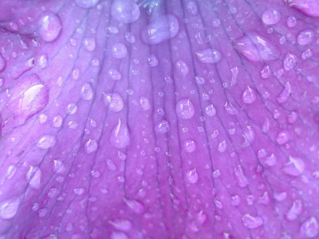 Purple flower water droplets blue #2 free wallpaper - medium preview image