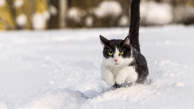 Cat running through snow wintertime free wallpaper - medium preview image