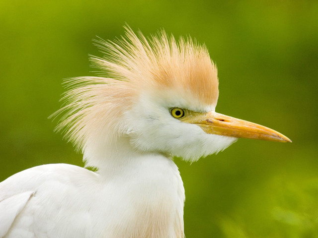 White bird yellow head long free wallpaper - medium preview image