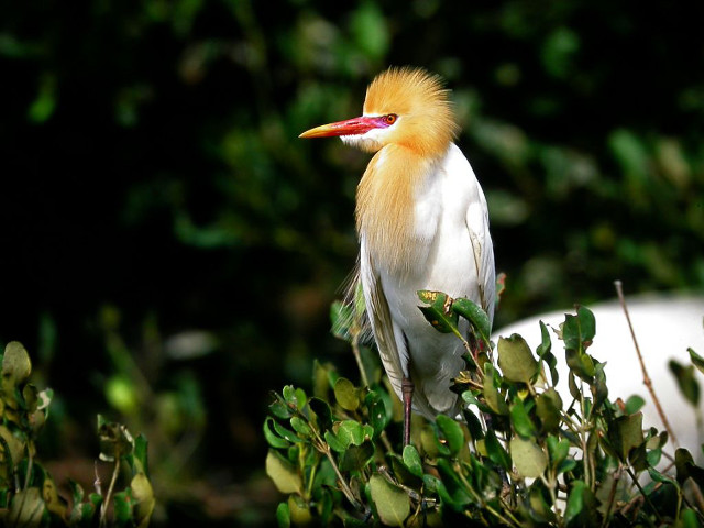 Yellow head red beak bird free wallpaper - medium preview image
