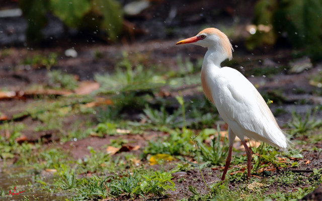 White bird grass field forest free wallpaper - medium preview image