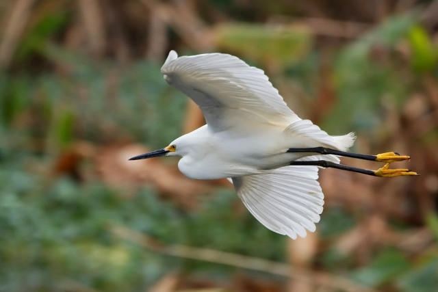 White bird flying green background free wallpaper - medium preview image